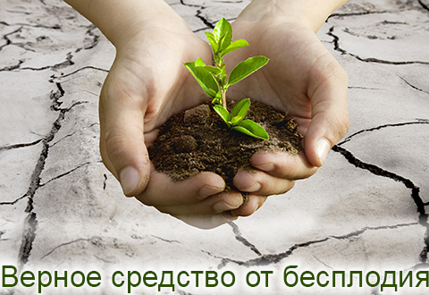 Верное средство от бесплодия